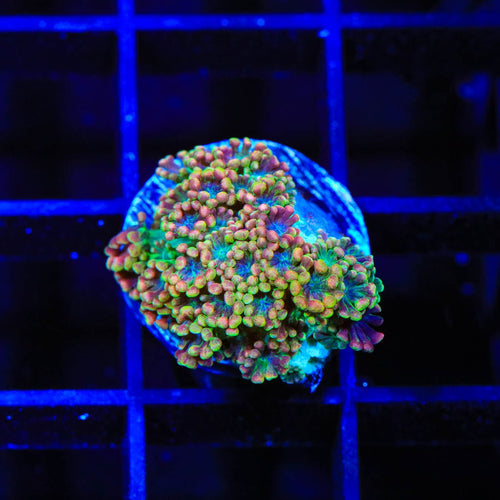 TSA Bangarang Alveopora Coral