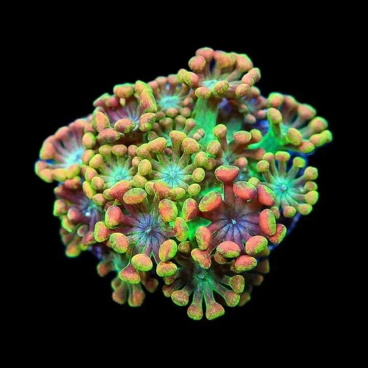 TSA Bangarang Alveopora Coral
