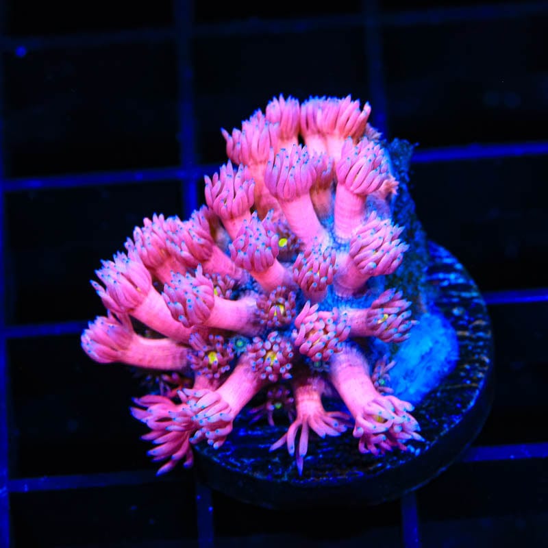 TSA Barbie World Goniopora Coral