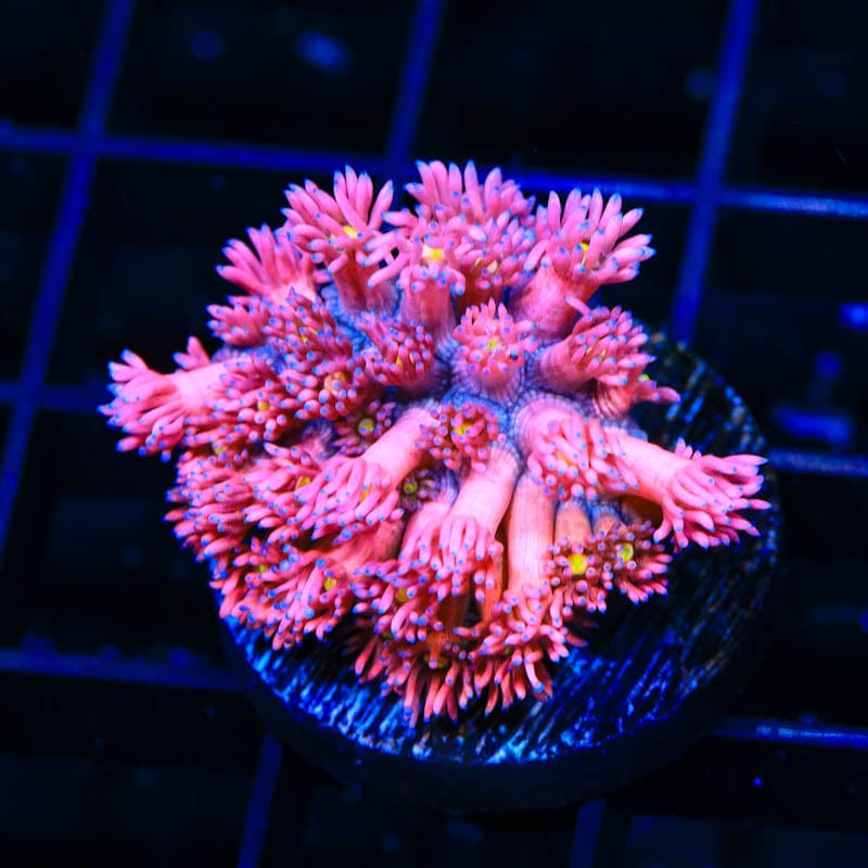 TSA Barbie World Goniopora Coral