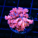 TSA Barbie World Goniopora Coral