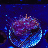 TSA Battlestar Galaxea Coral