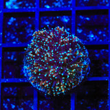 TSA Battlestar Galaxea Coral