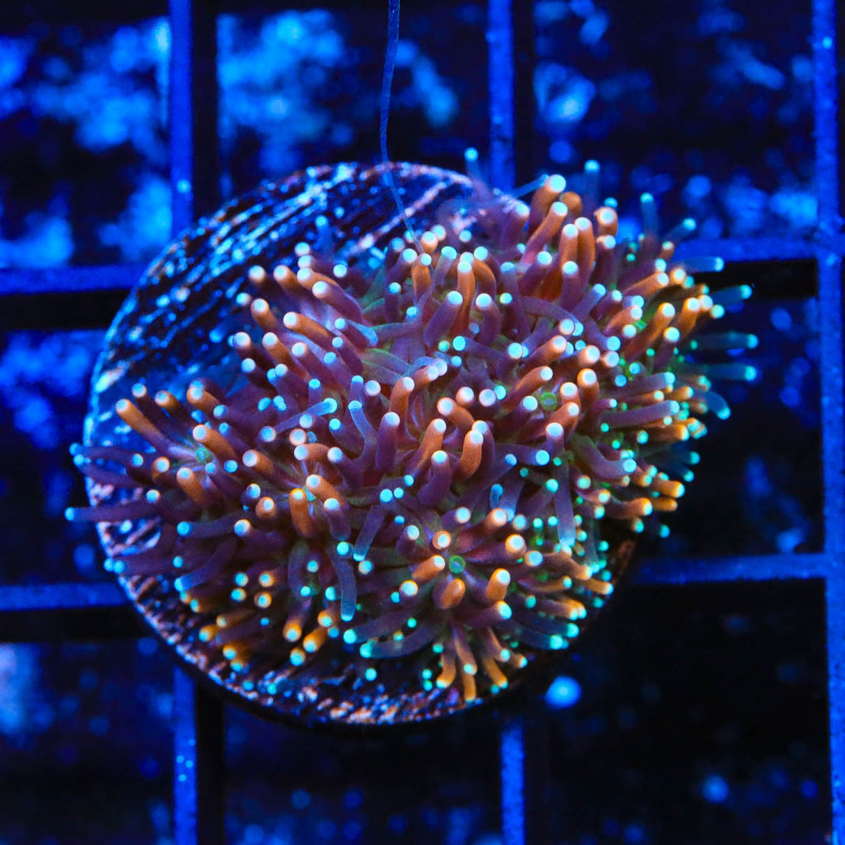 TSA Battlestar Galaxea Coral