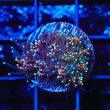 TSA Battlestar Galaxea Coral
