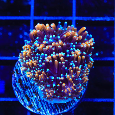 TSA Battlestar Galaxea Coral