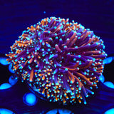 TSA Battlestar Galaxea Coral