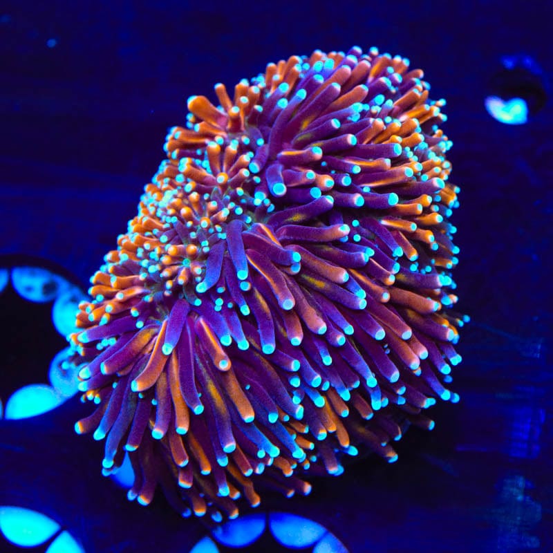 TSA Battlestar Galaxea Coral