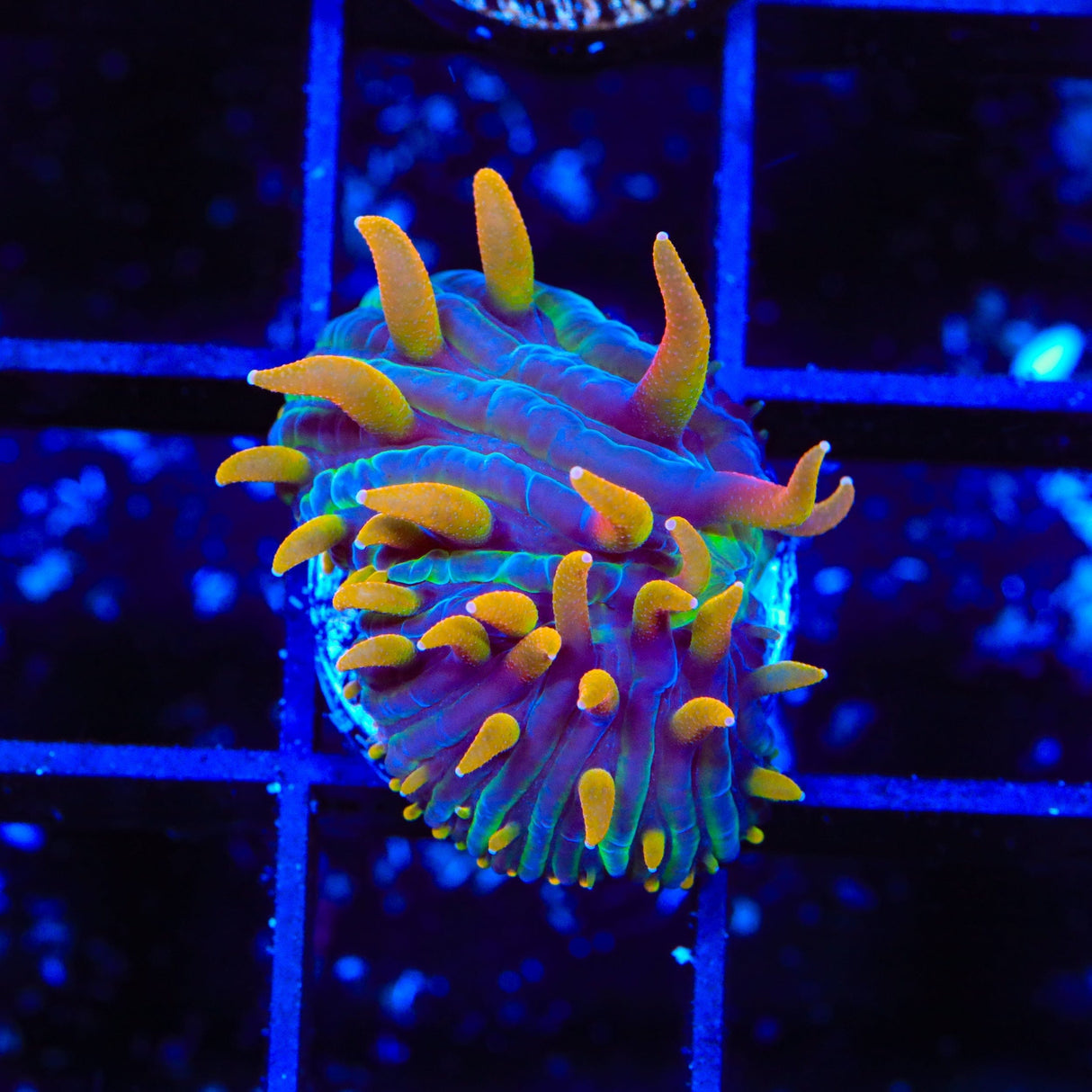 TSA Battletoads Aquacultured Plate Coral