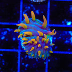 TSA Battletoads Aquacultured Plate Coral