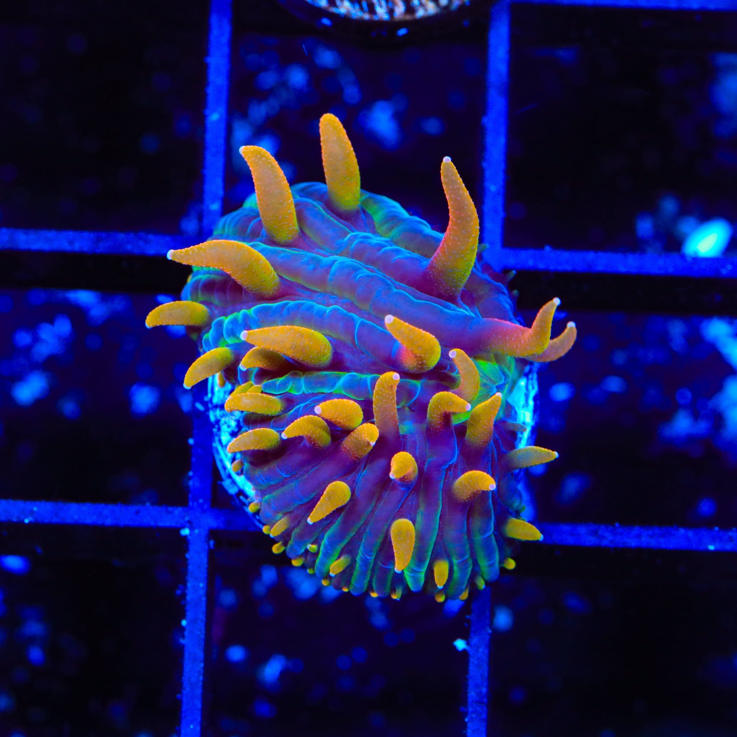 TSA Battletoads Aquacultured Plate Coral