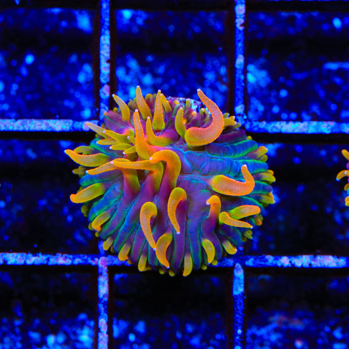 TSA Battletoads Aquacultured Plate Coral