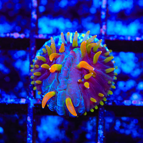 TSA Battletoads Aquacultured Plate Coral