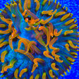 TSA Battletoads Aquacultured Plate Coral