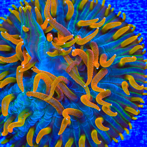 TSA Battletoads Aquacultured Plate Coral