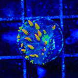 TSA Battletoads Aquacultured Plate Coral