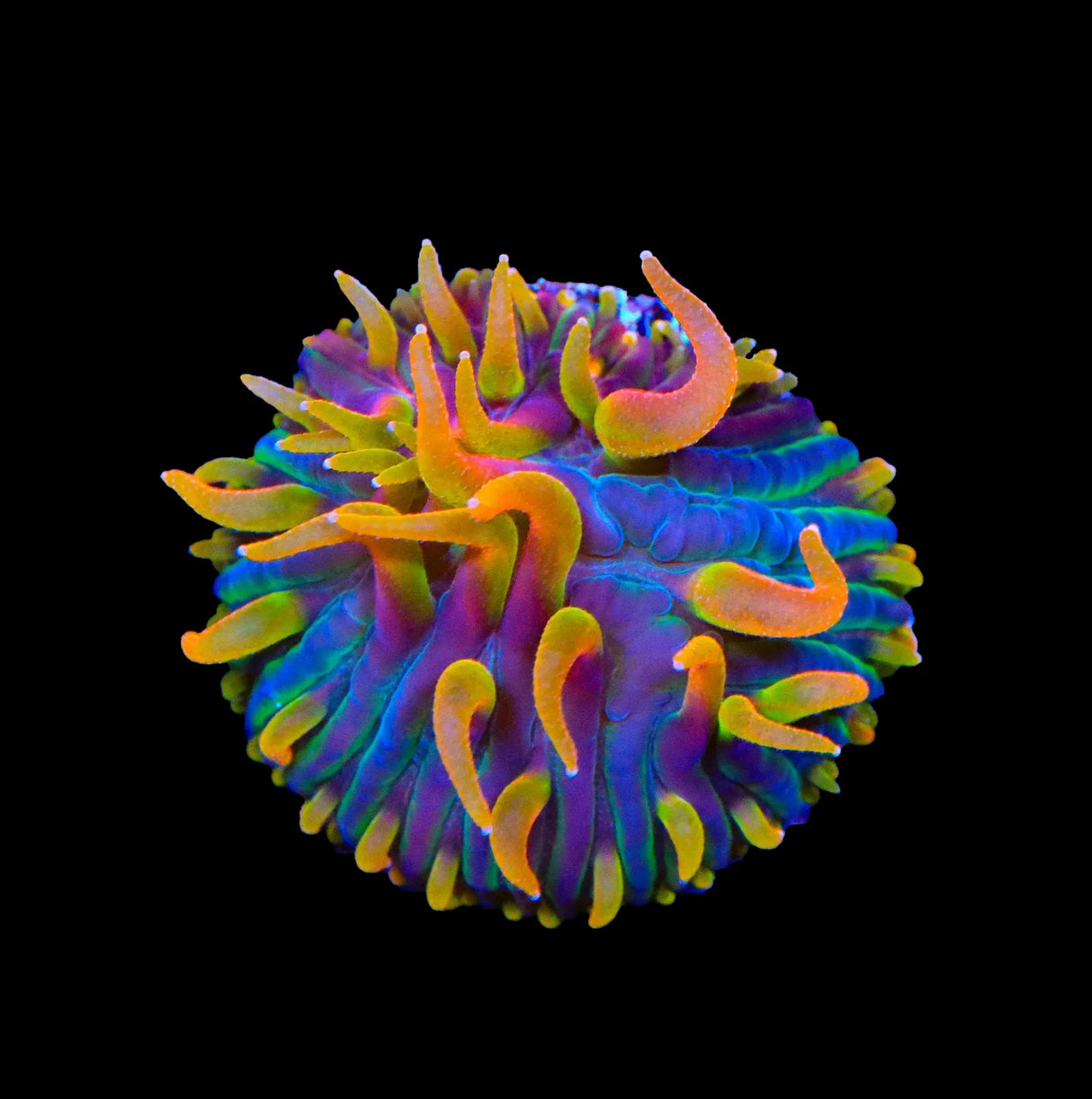 TSA Battletoads Aquacultured Plate Coral