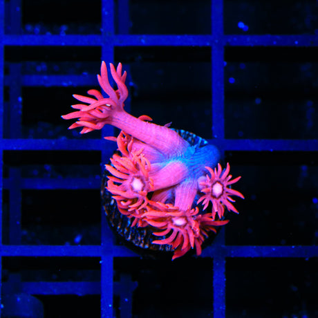 TSA Be Mine Goniopora Coral