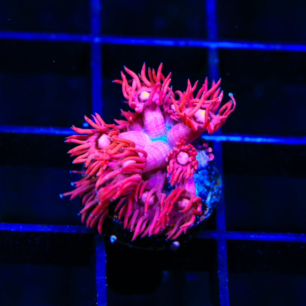 TSA Be Mine Goniopora Coral