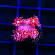 TSA Be Mine Goniopora Coral