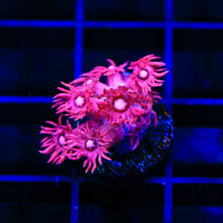 TSA Be Mine Goniopora Coral