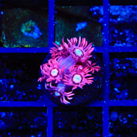 TSA Be Mine Goniopora Coral