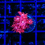 TSA Be Mine Goniopora Coral
