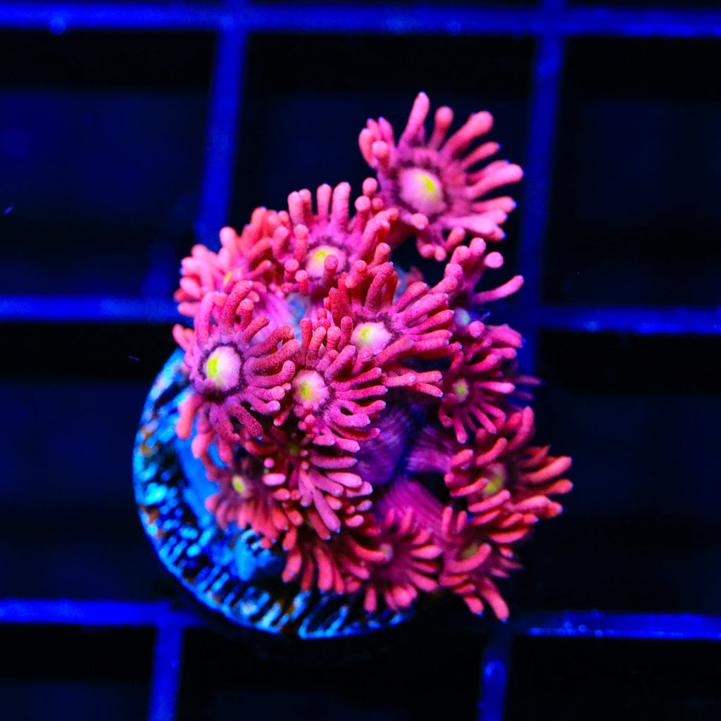 TSA Be Mine Goniopora Coral