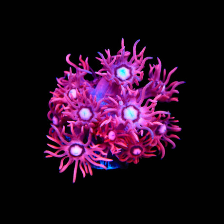 TSA Be Mine Goniopora Coral