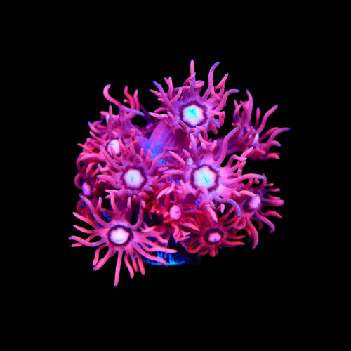 TSA Be Mine Goniopora Coral