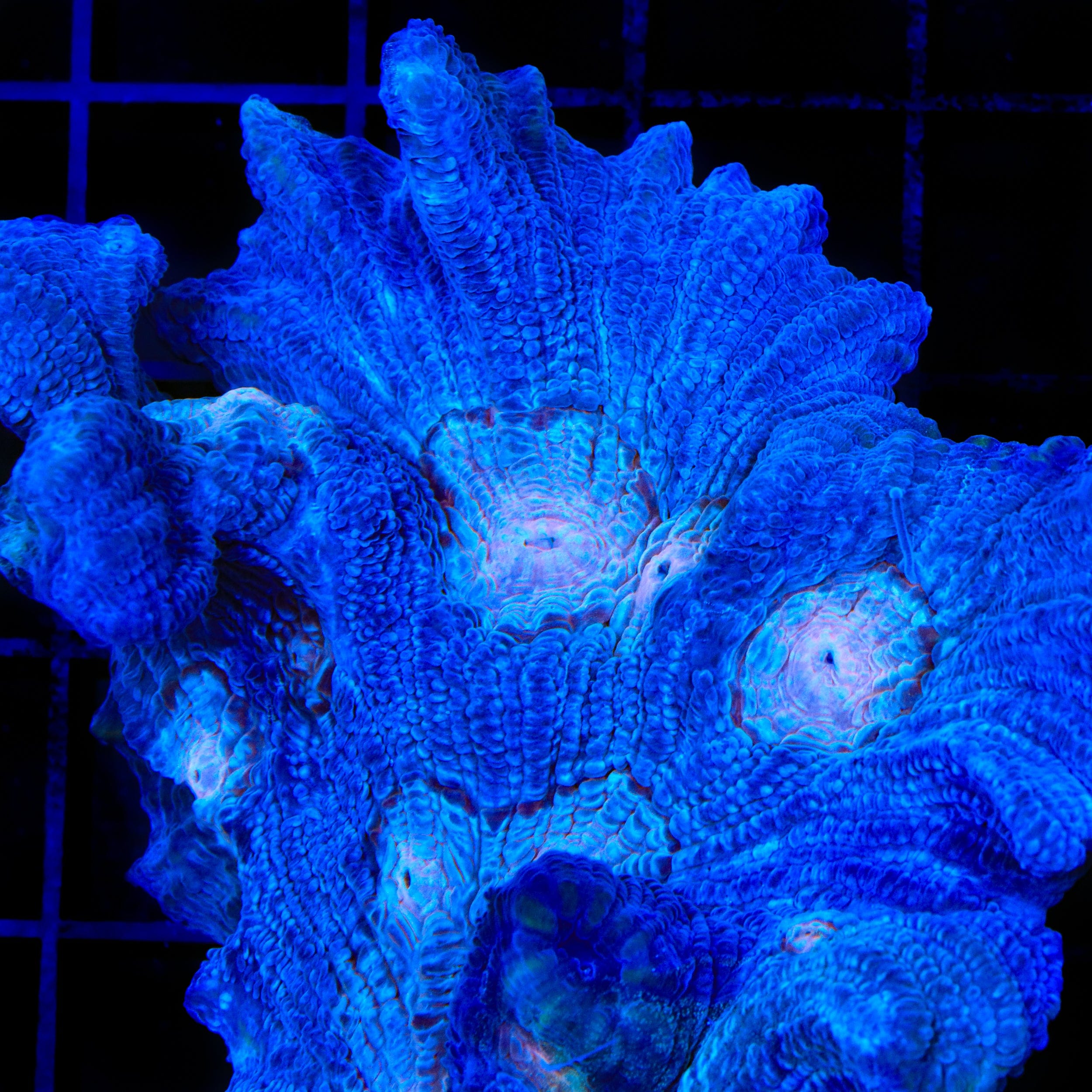 TSA Beach Boys Pectinia Coral