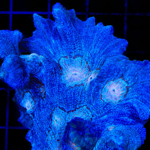 TSA Beach Boys Pectinia Coral