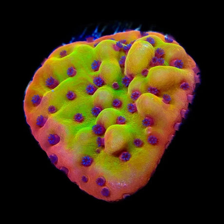 TSA Beast Montipora Coral