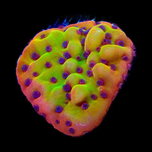 TSA Beast Montipora Coral