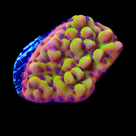 TSA Beast Montipora Coral
