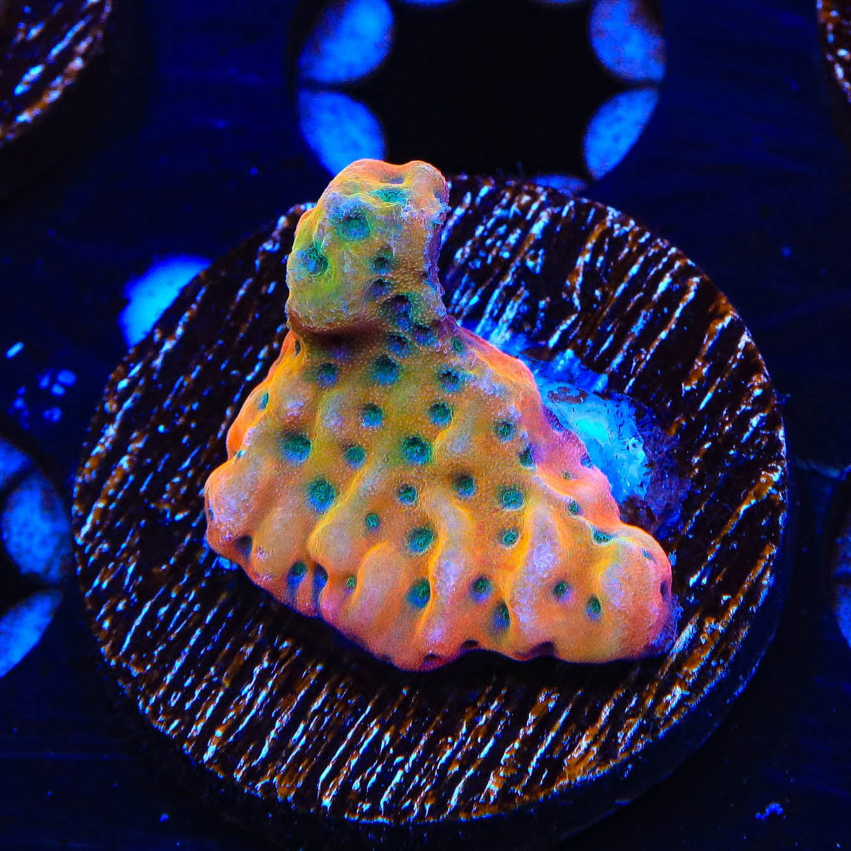 TSA Beast Montipora Coral