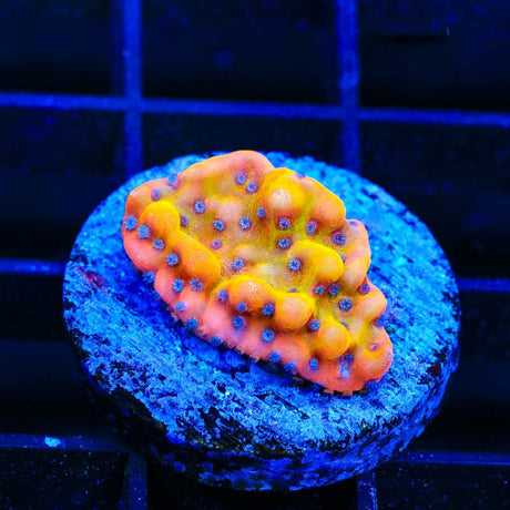 TSA Beast Montipora Coral