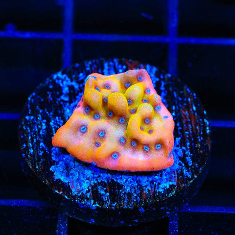 TSA Beast Montipora Coral