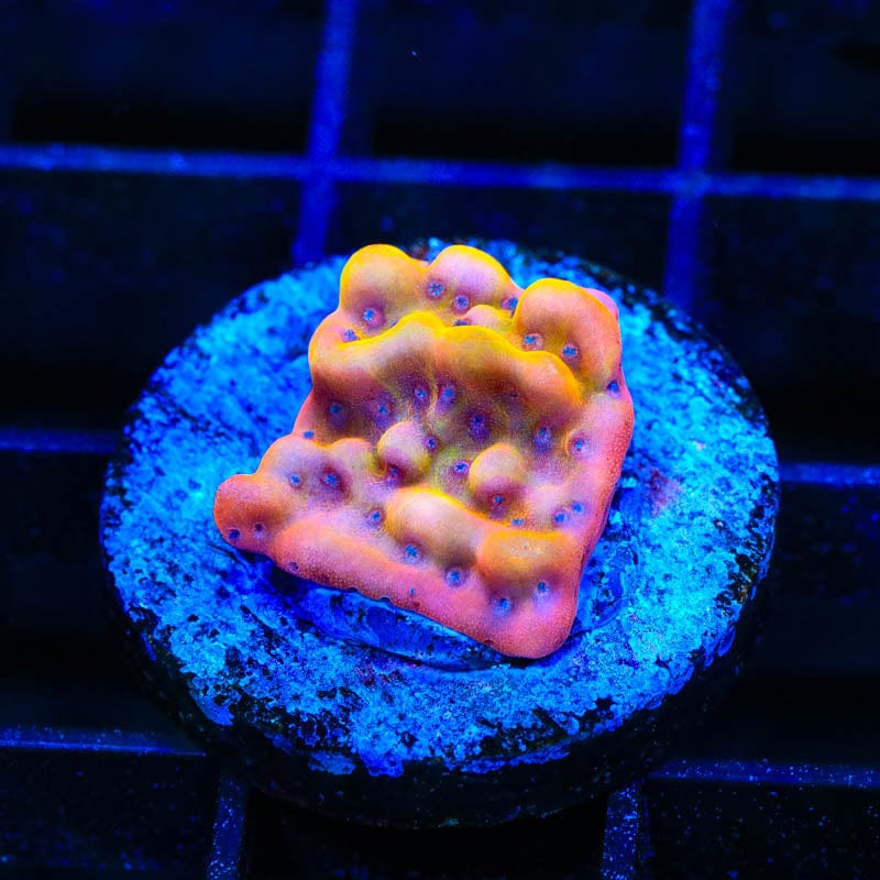 TSA Beast Montipora Coral