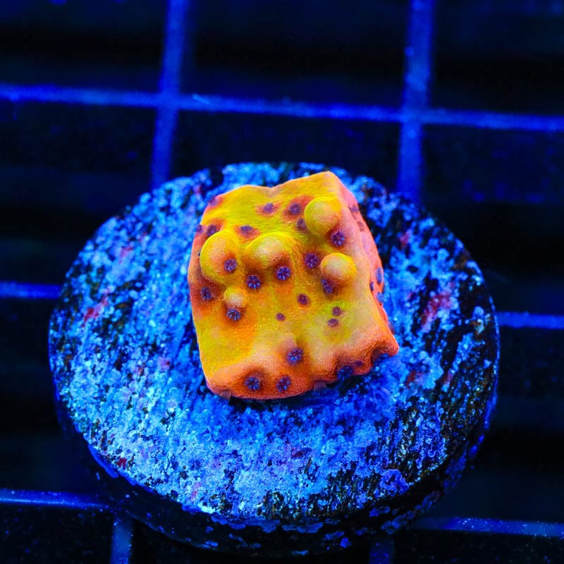 TSA Beast Montipora Coral