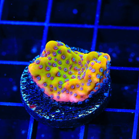 TSA Beast Montipora Coral