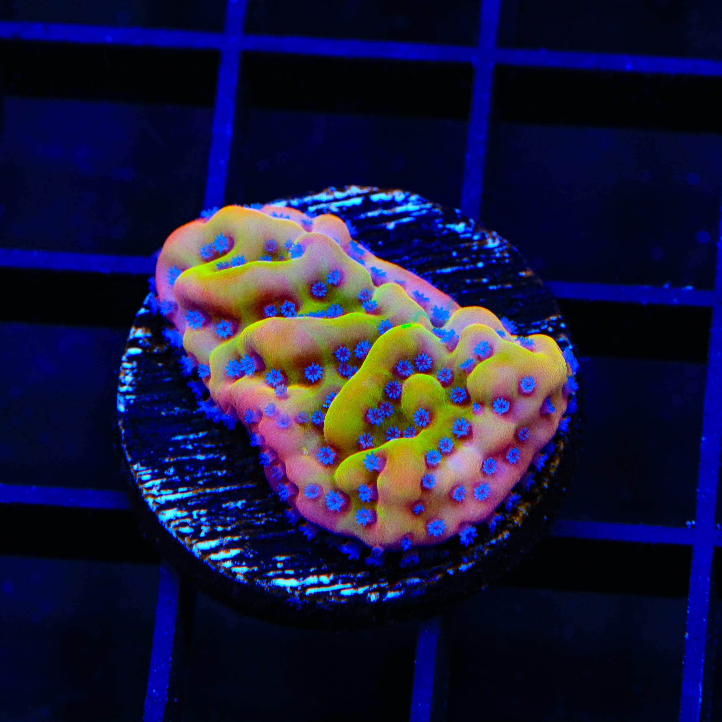 モナ・リザメダル TSA Beast Montipora Coral – Almost WYSIWYG – Top Shelf Aquatics