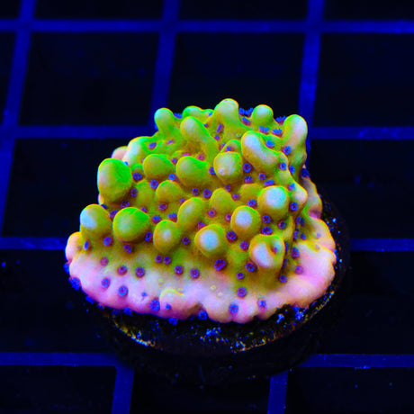 TSA Beast Montipora Coral