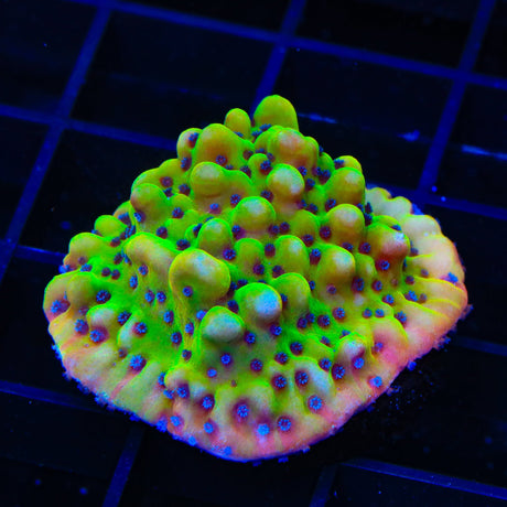 TSA Beast Montipora Coral
