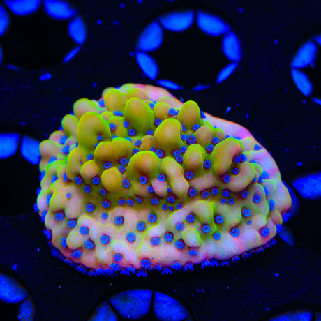TSA Beast Montipora Coral