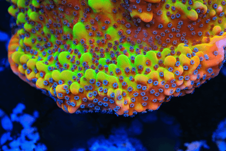 TSA Beast Montipora Coral