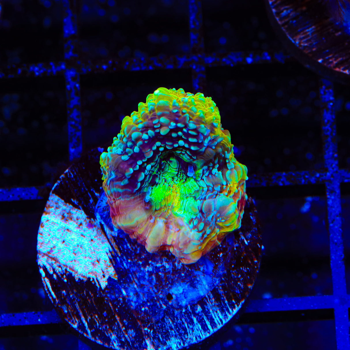 TSA Beetlejuice Bowerbankii Coral