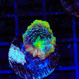 TSA Beetlejuice Bowerbankii Coral