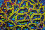 TSA Beetlejuice Bowerbankii Coral