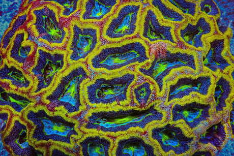 TSA Beetlejuice Bowerbankii Coral